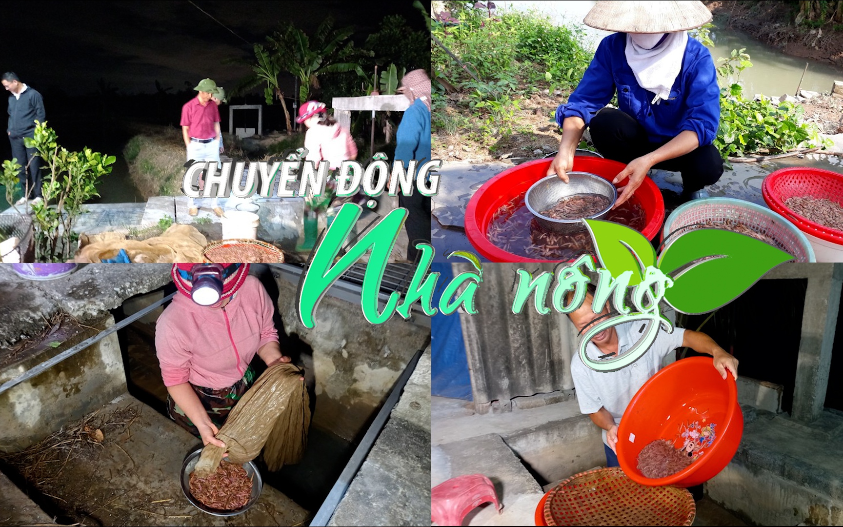 Chuyển động Nhà nông 29/10: Người dân Hải Dương phấn khởi thu hoạch rươi mùa