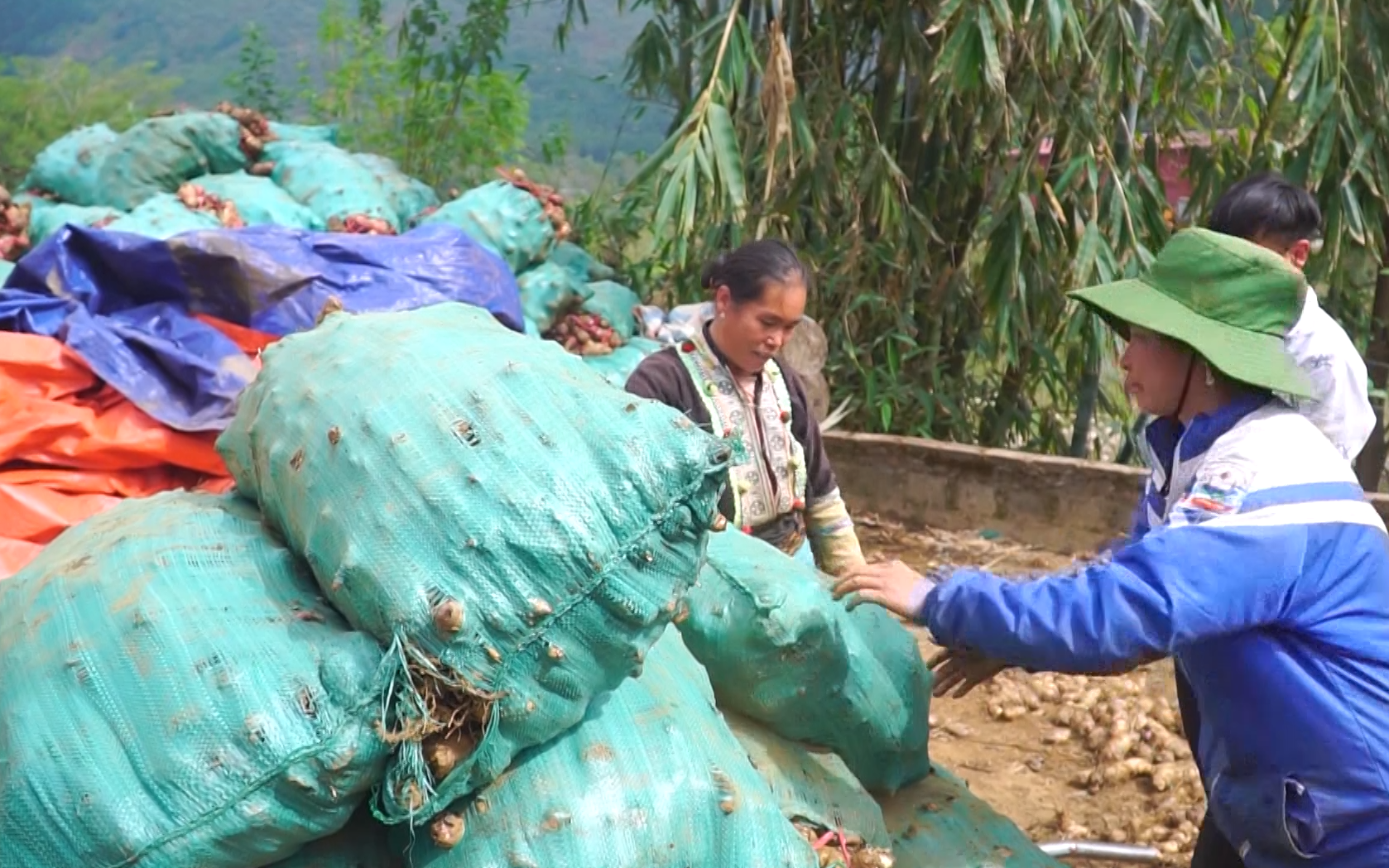 Liên kết sản xuất một loại đặc sản, nông dân Lai Châu lãi hàng trăm triệu đồng mỗi năm