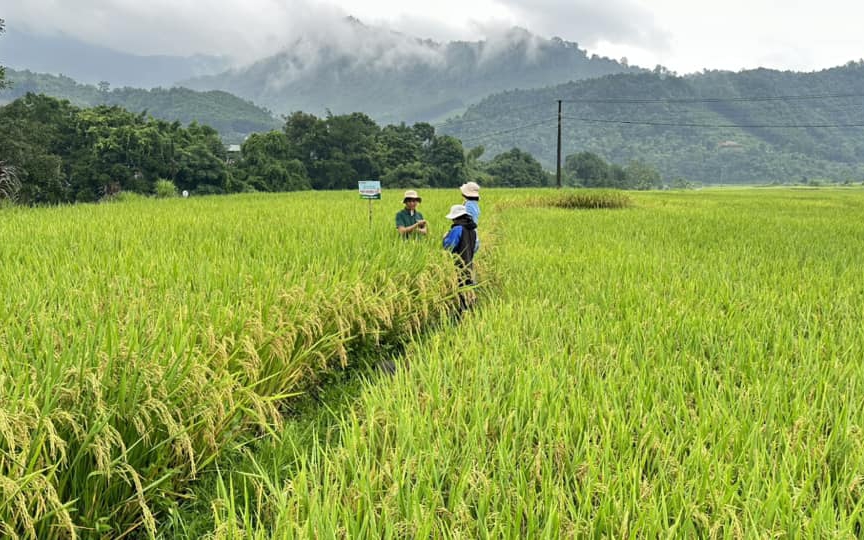 Giống lúa Đài Thơm 8, “chú ngựa ô” của nông dân Hà Nội