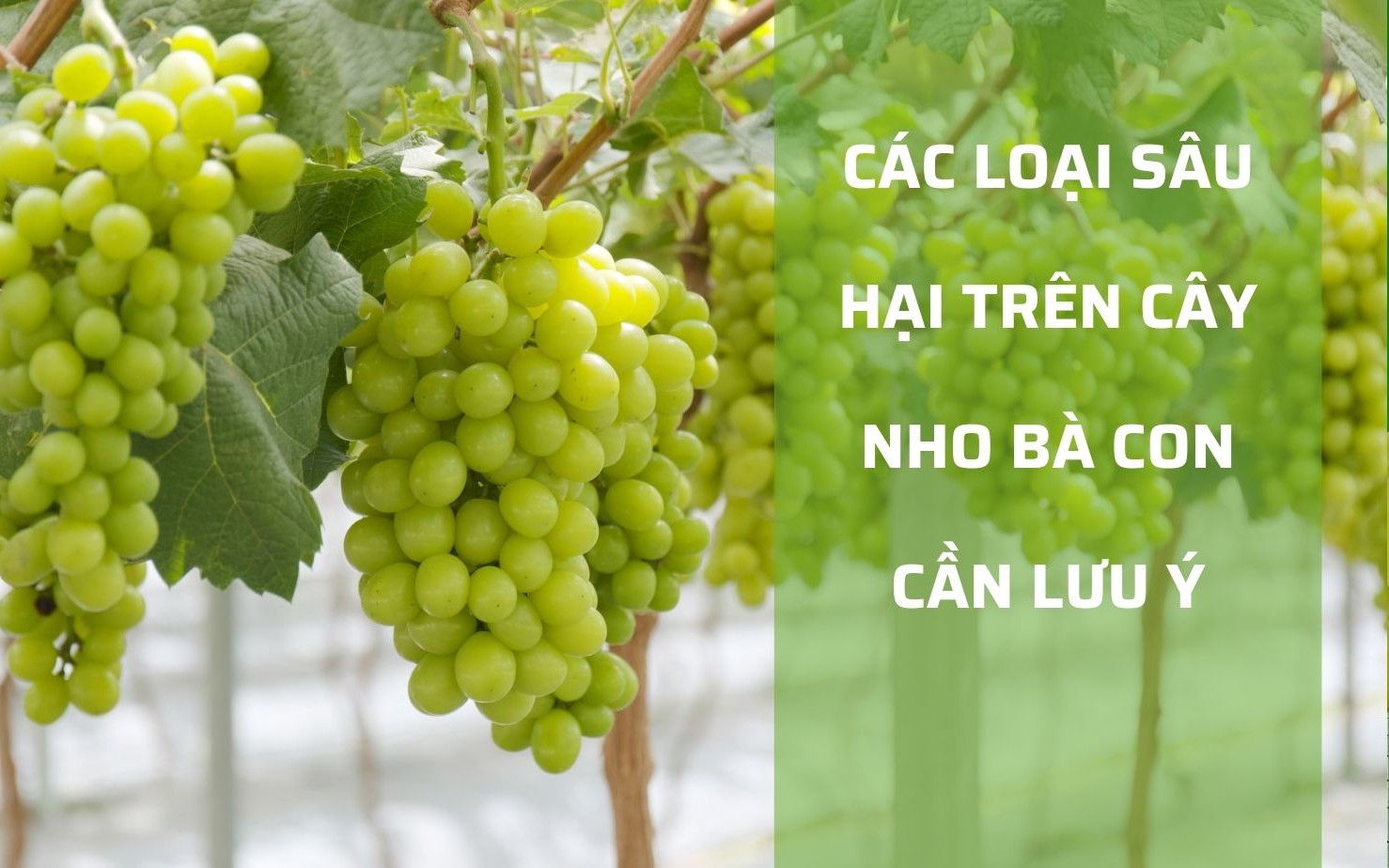 Ảnh ấn tượng tuần: Toàn cảnh Gia Lâm trước khi lên quận và "siêu lâu đài nghìn tỷ" ở Phú Thọ