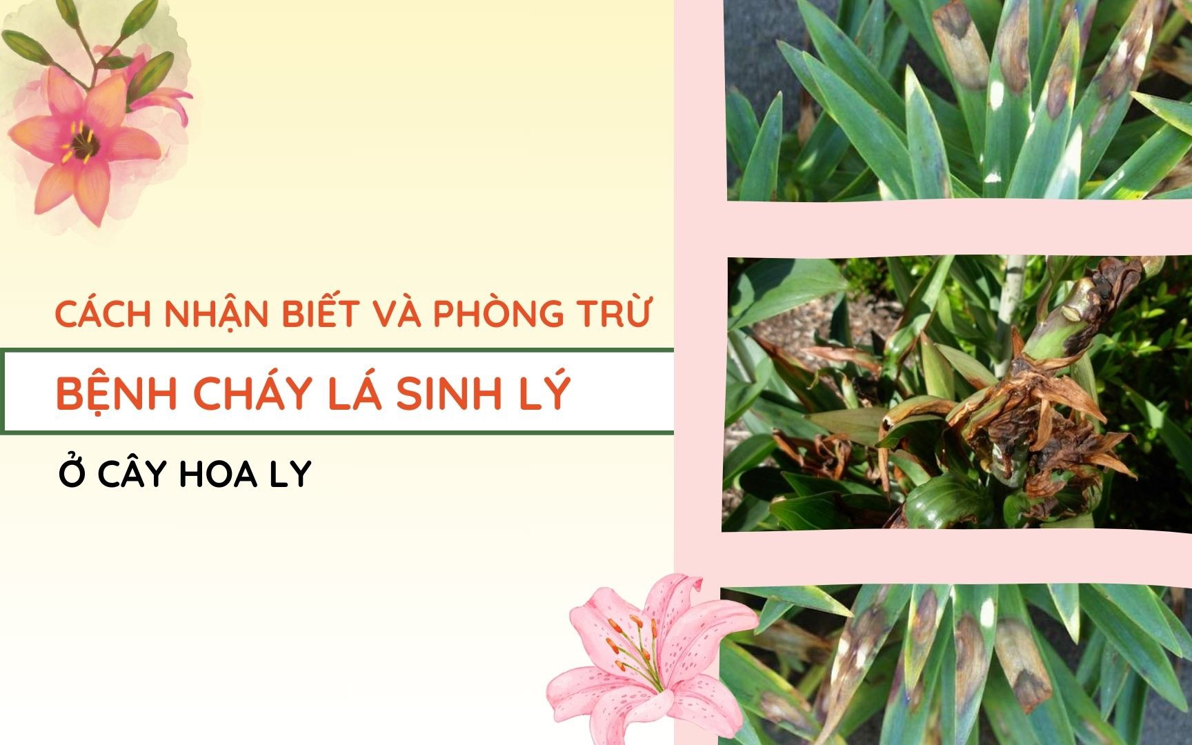 SỔ TAY NHÀ NÔNG: Cách nhận biết và phòng trừ bệnh cháy lá sinh lý ở cây hoa ly