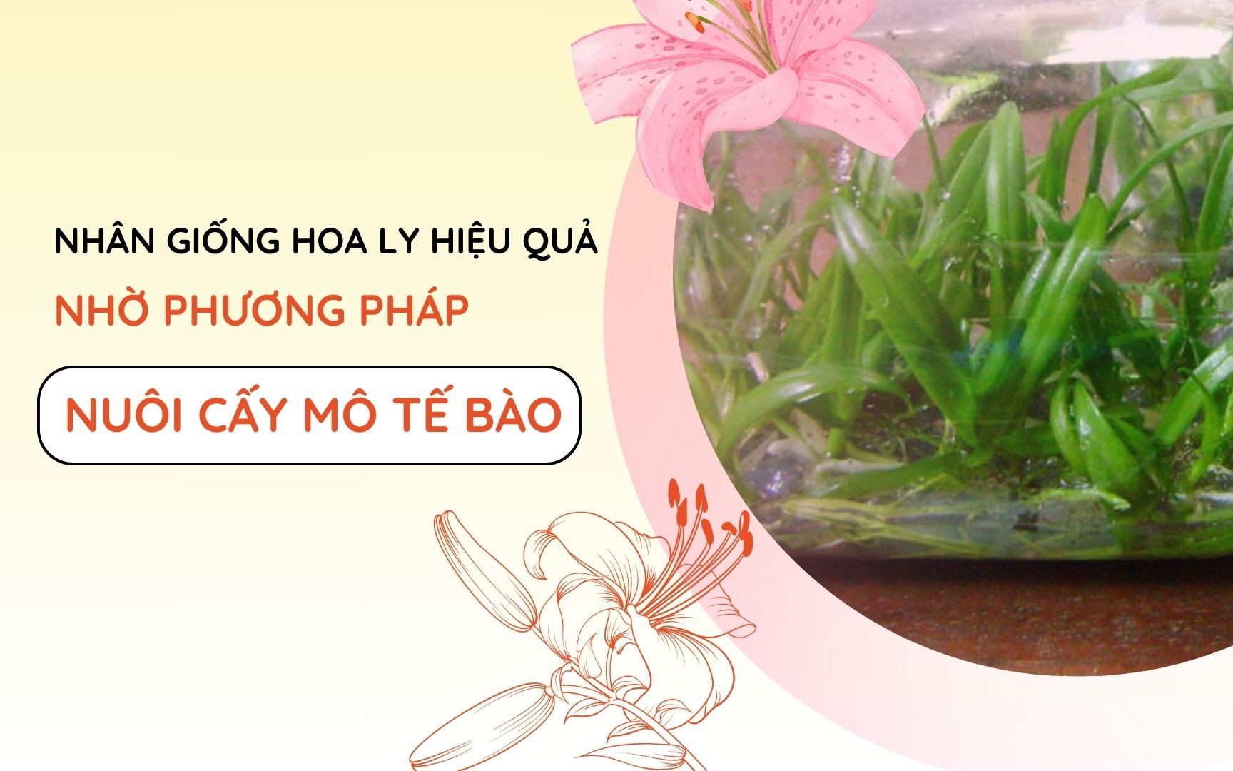 SỔ TAY NHÀ NÔNG: Nhân giống hoa ly hiệu quả bằng phương pháp nuôi cấy mô tế bào