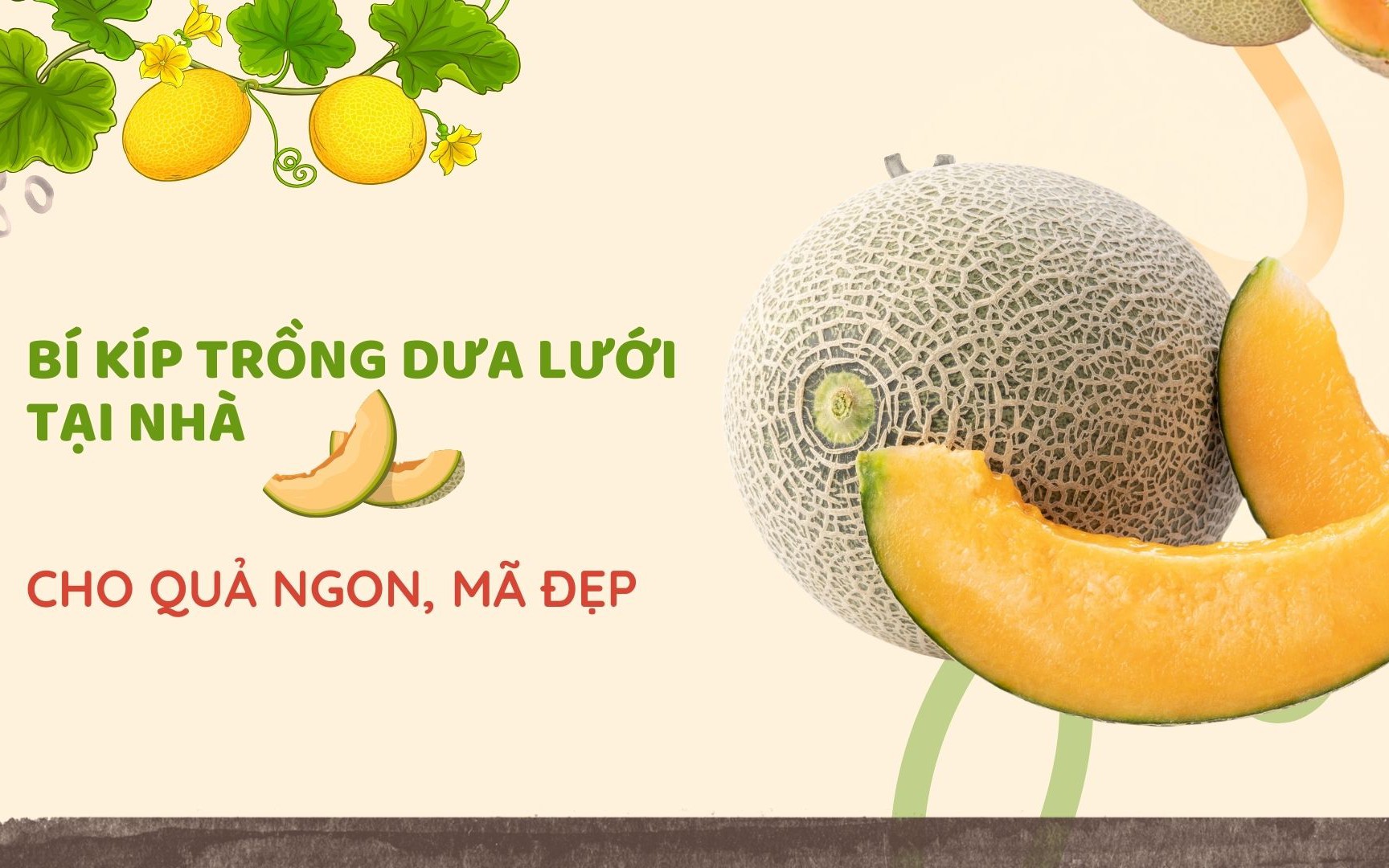 SỔ TAY NHÀ NÔNG: Cách trồng dưa lưới trên giá thể cho quả ngon, mã đẹp