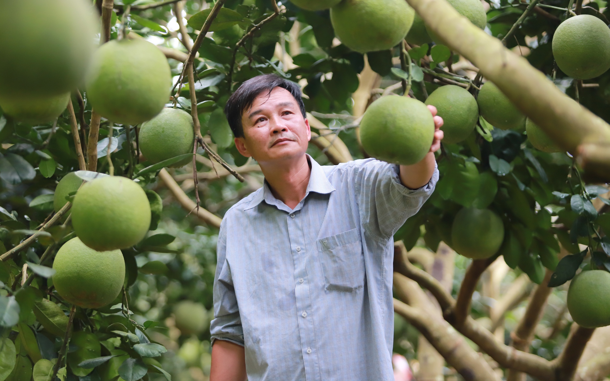 Hành trình từ đôi tay trắng thành "tỷ phú bưởi da xanh" đất Tuyên Quang