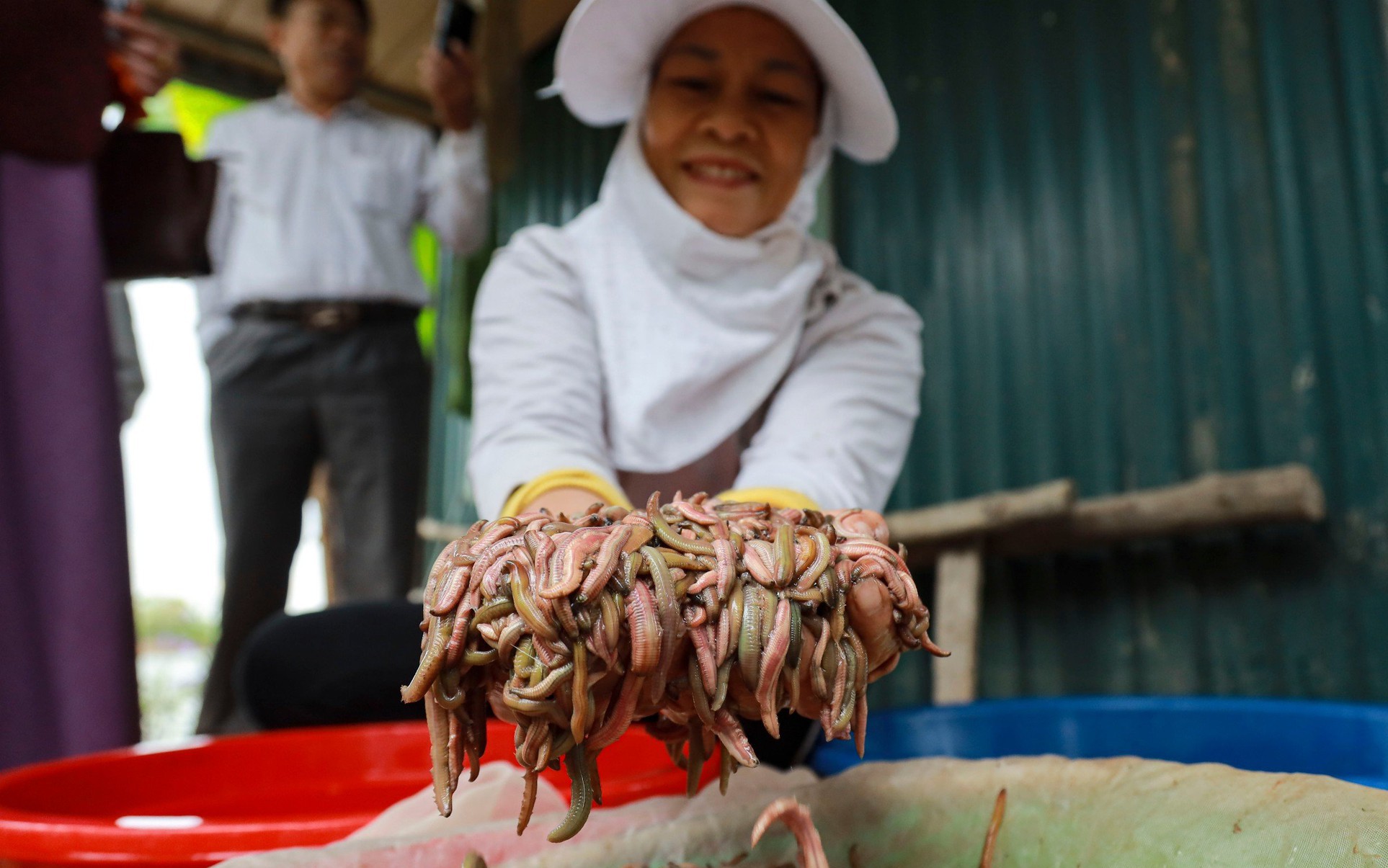 Nông dân Hải Dương khai thác "lộc trời" thu hàng trăm triệu đồng/ngày