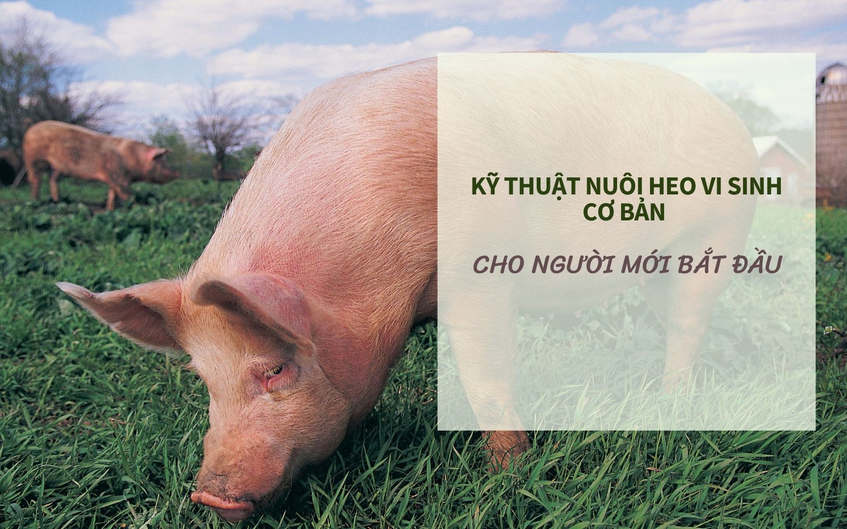 SỔ TAY NHÀ NÔNG: Hướng dẫn một số kỹ thuật nuôi heo vi sinh cơ bản