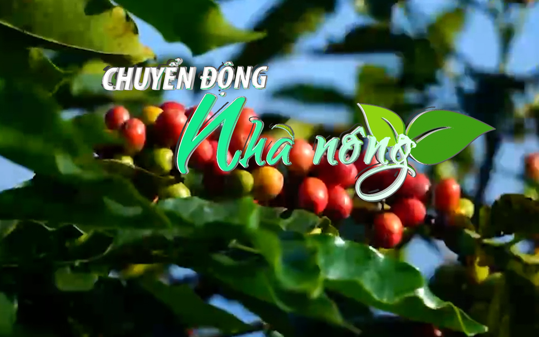 Chuyển động Nhà nông 3/11: Giá xuất khẩu cà phê Arabica tăng trở lại nhờ áp lực từ nguồn cung