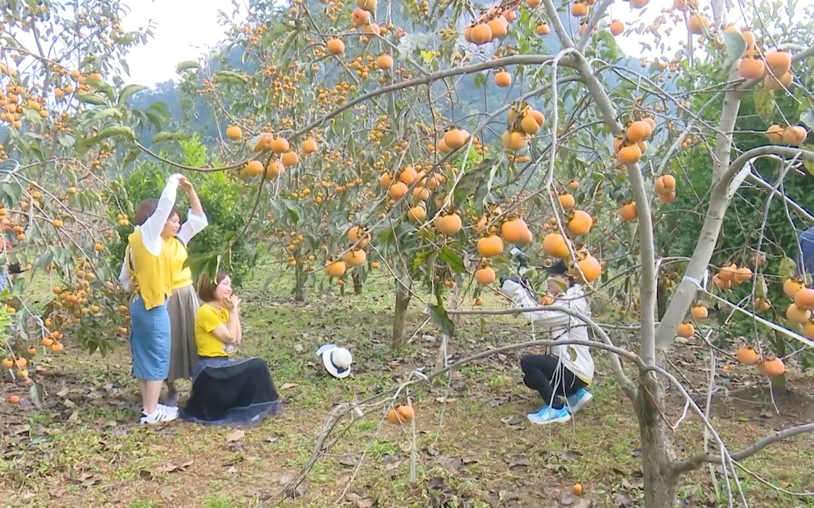 Du khách mê mẩn ngắm mùa hồng chín trĩu quả trên cao nguyên Mộc Châu