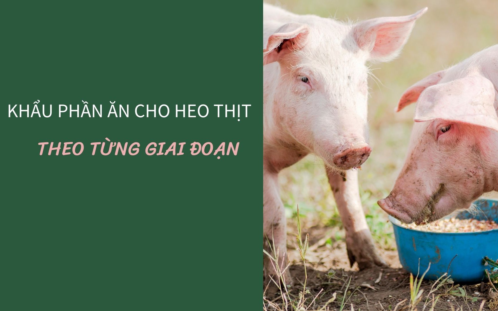 SỔ TAY NHÀ NÔNG: Khẩu phần ăn cho heo nuôi vi sinh theo từng giai đoạn