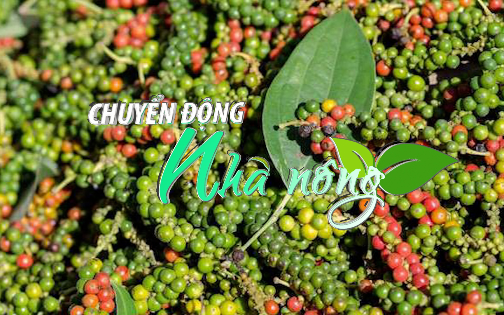 Chuyển động Nhà nông 30/11: Giá tiêu hôm nay đồng loạt tăng, chạm ngưỡng 73.000 đồng/kg