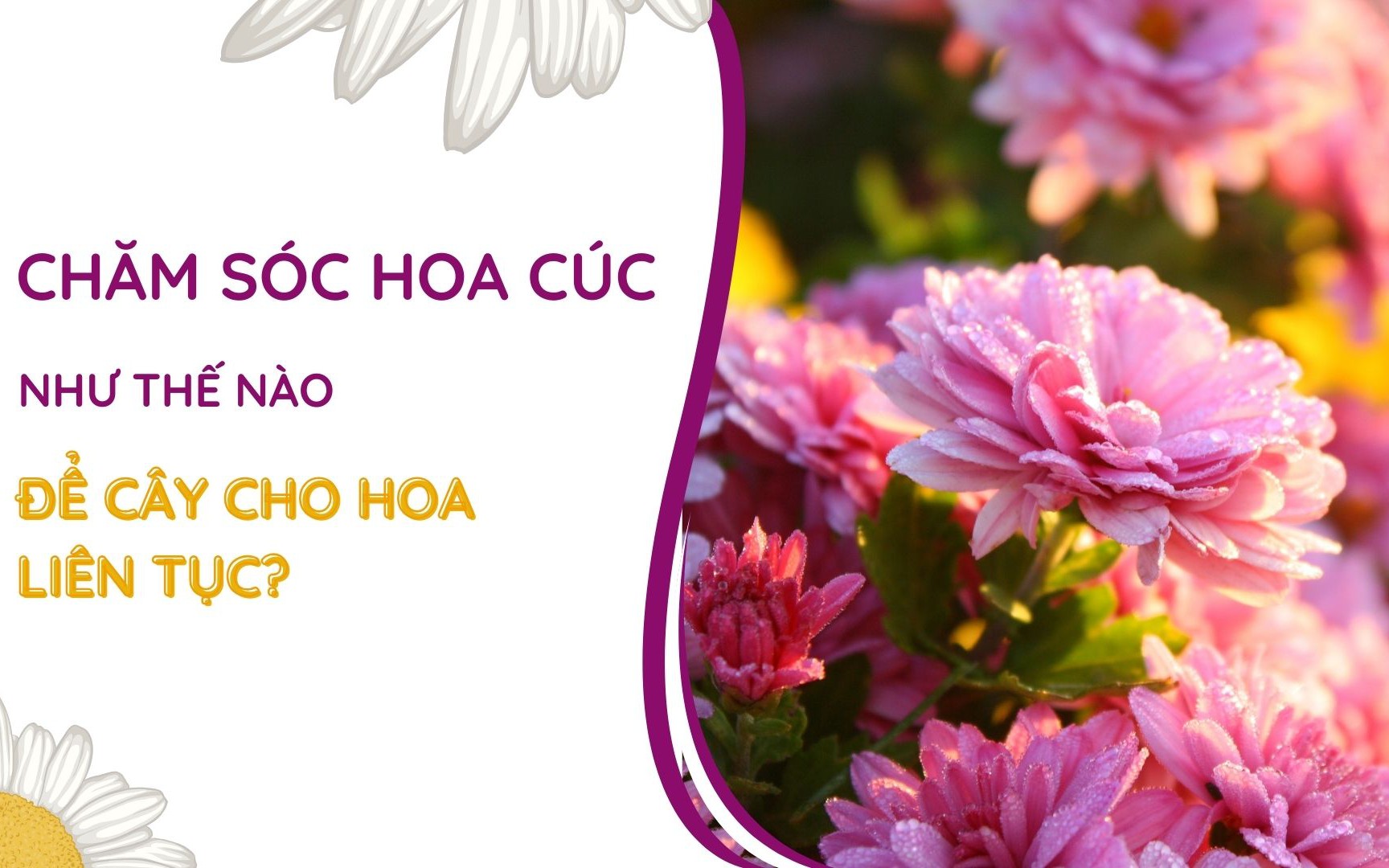 SỔ TAY NHÀ NÔNG: Kỹ thuật chăm sóc cây hoa cúc cho hoa liên tục