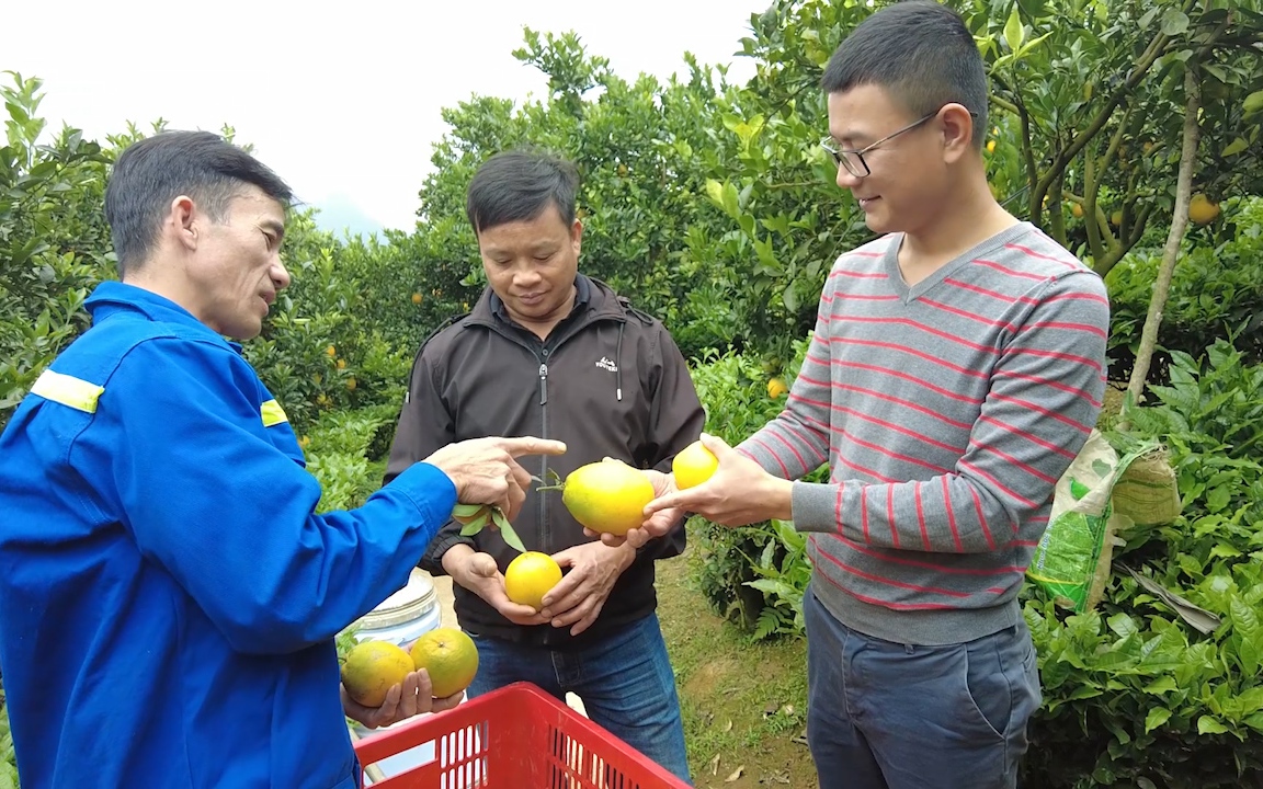 Cam lòng vàng, mang lại "mùa vàng" trên đất cao nguyên Mộc Châu