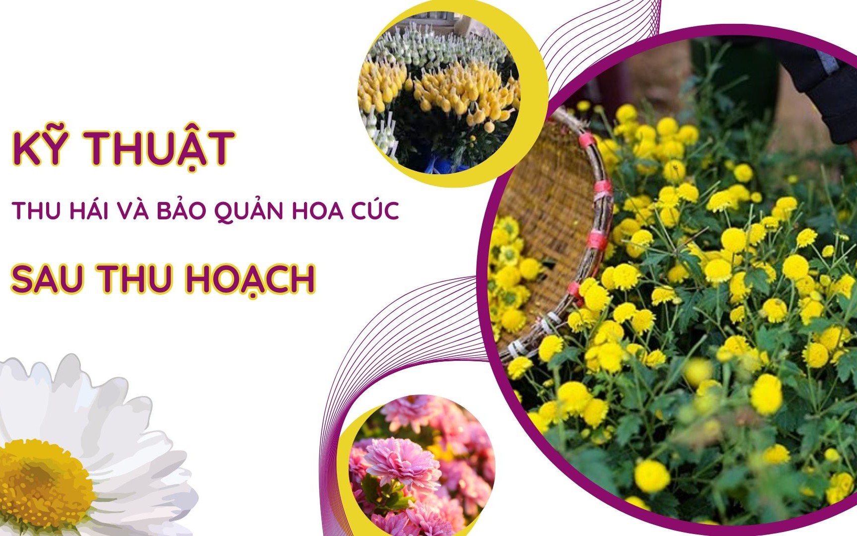 SỔ TAY NHÀ NÔNG: Bảo quản hoa cúc sau thu hoạch sao cho tươi lâu