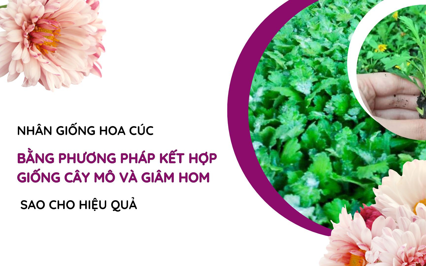 SỔ TAY NHÀ NÔNG: Cách nhân giống hoa cúc bằng phương pháp kết hợp cấy mô và giâm hom 