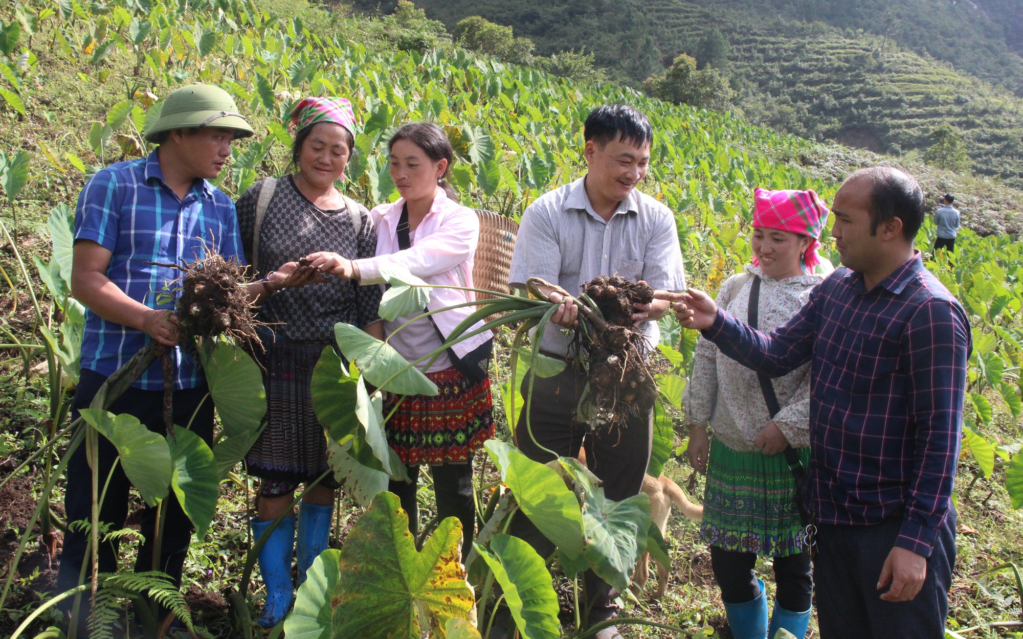 Sản phẩm OCOP nâng cao thu nhập cho nông dân vùng cao Trạm Tấu