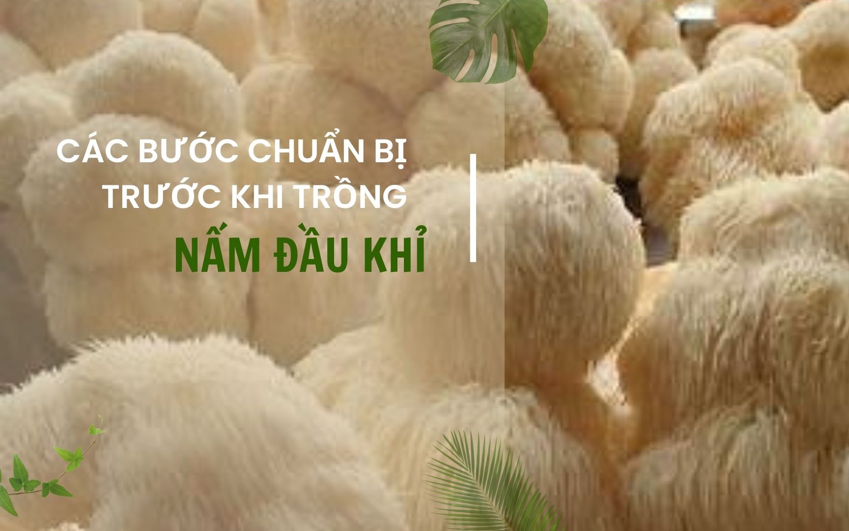 SỔ TAY NHÀ NÔNG: Các bước chuẩn bị trước khi trồng nấm đầu khỉ