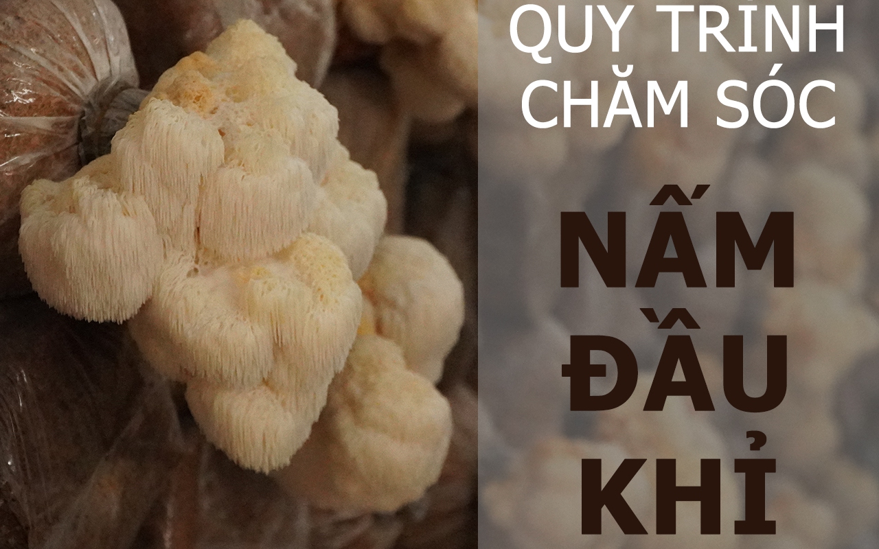 SỔ TAY NHÀ NÔNG: Kỹ thuật chăm sóc nấm đầu khỉ cho năng suất cao