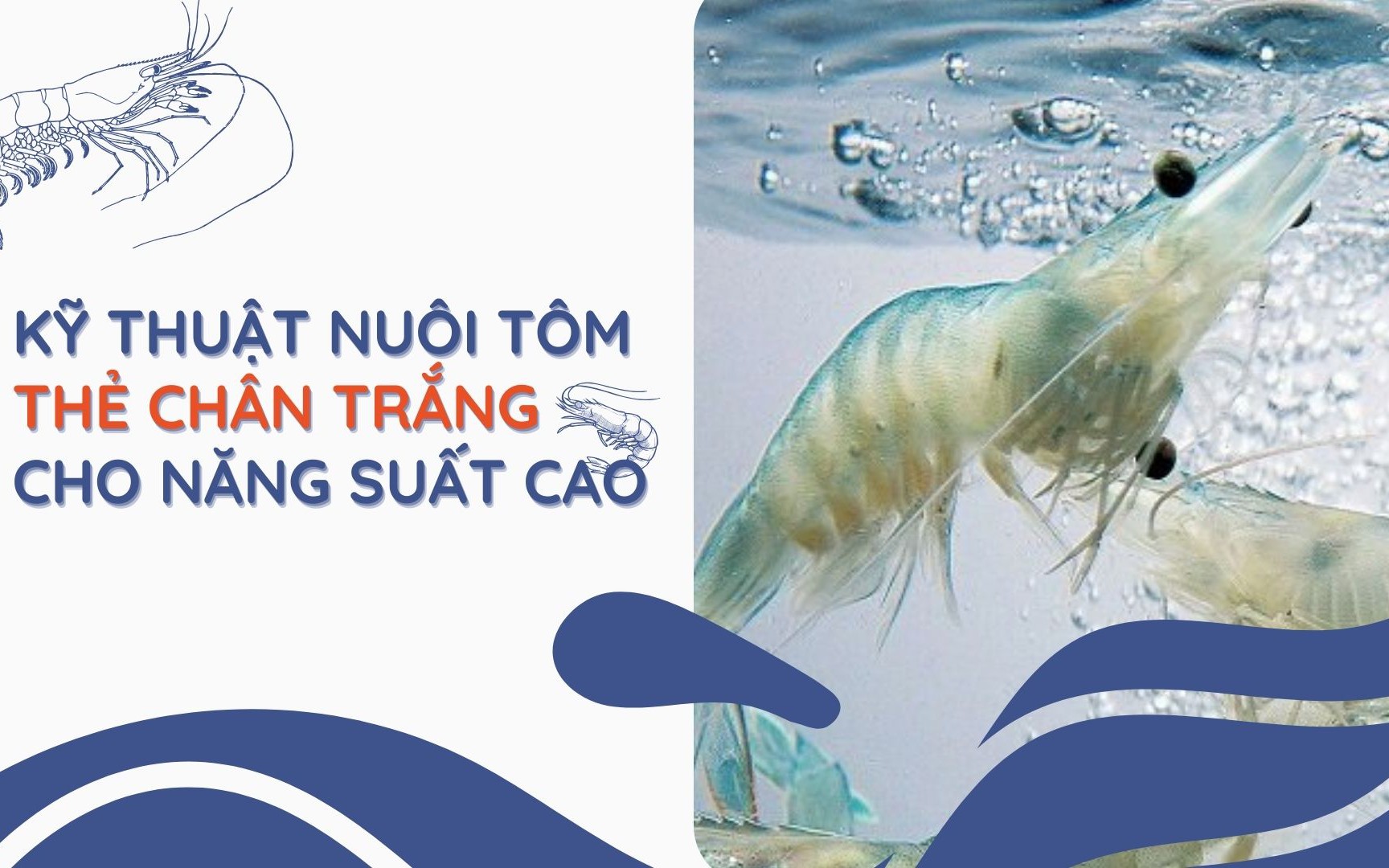 SỔ TAY NHÀ NÔNG: Kỹ thuật nuôi tôm thẻ chân trắng cho năng suất cao