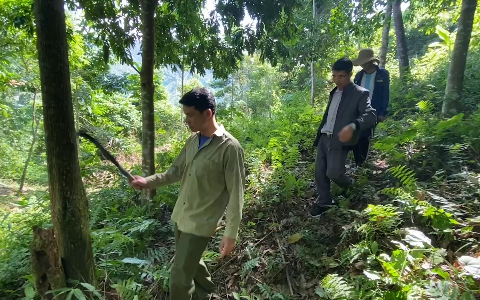 Người dân ở vùng này của huyện Mường Tè coi rừng như "báu vật"