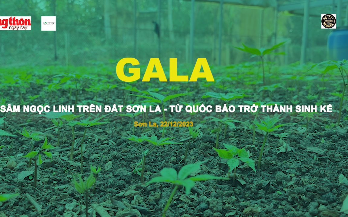 [TRỰC TIẾP] Gala "Sâm Ngọc Linh trên đất Sơn La - Từ Quốc bảo trở thành sinh kế"