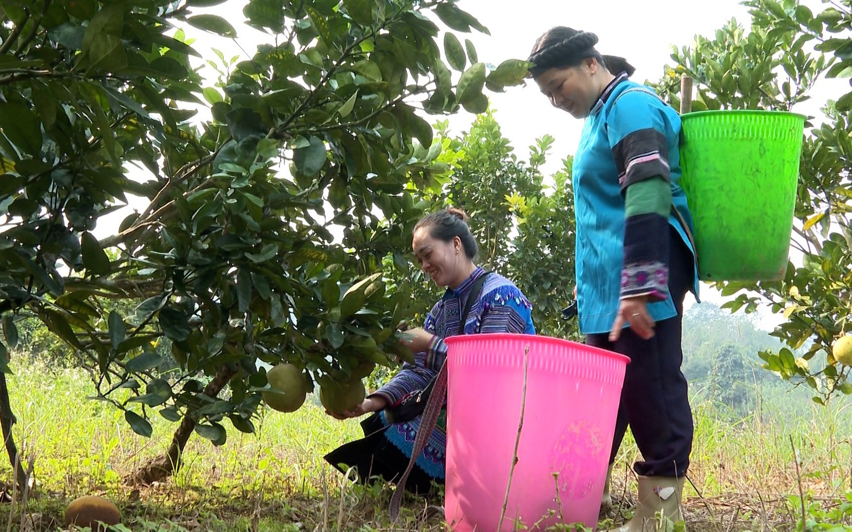 Trồng bưởi da xanh bán qua MXH, nông dân Lào Cai "chốt đơn" mỏi tay