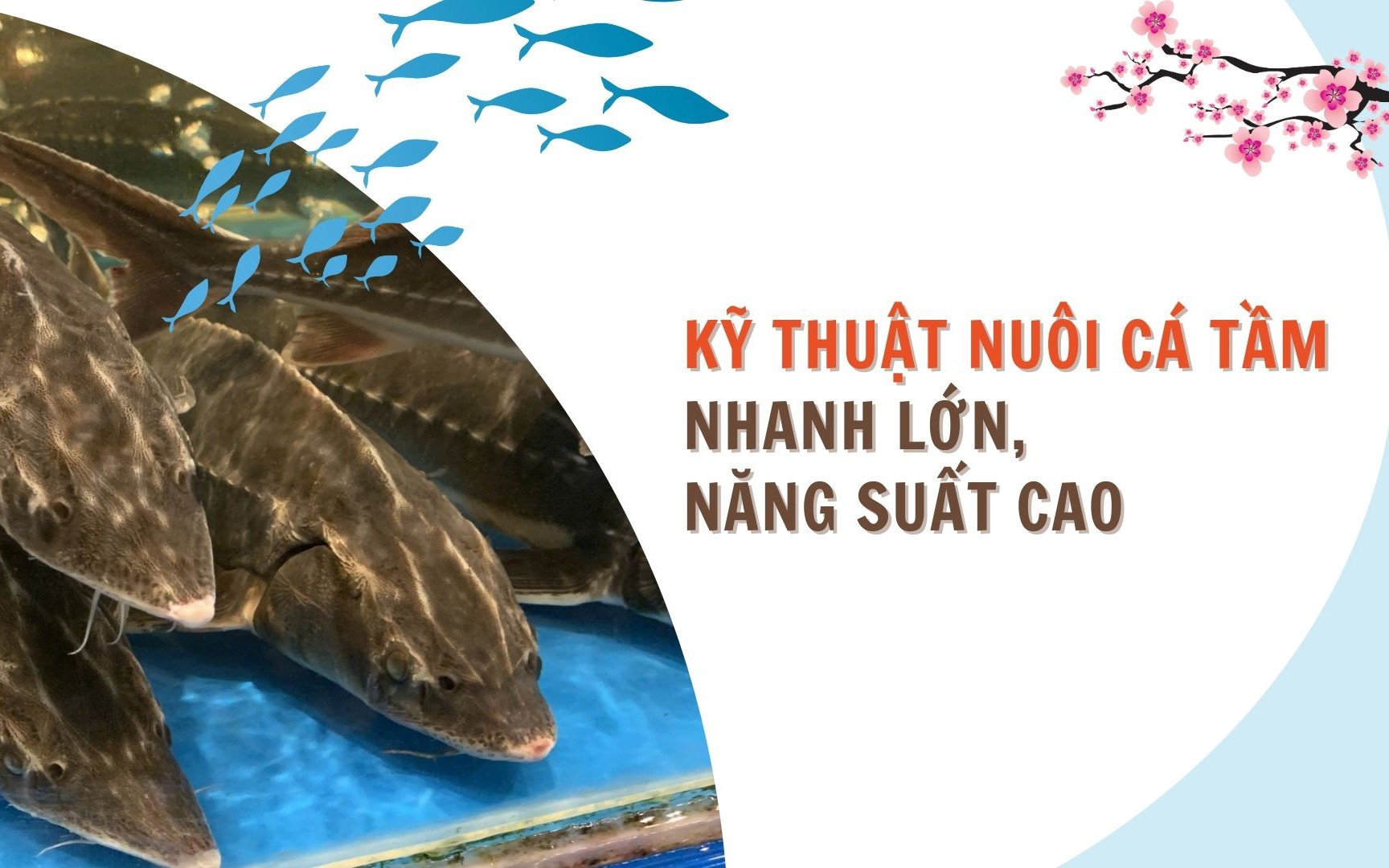 SỔ TAY NHÀ NÔNG: Kỹ thuật nuôi cá tầm nhanh lớn, năng suất cao