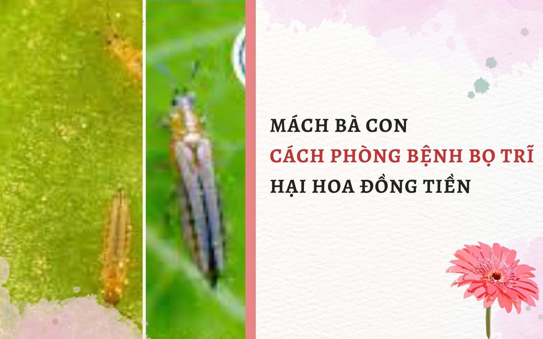 SỔ TAY NHÀ NÔNG: Mách bà con cách phòng bệnh bọ trĩ hại hoa đồng tiền