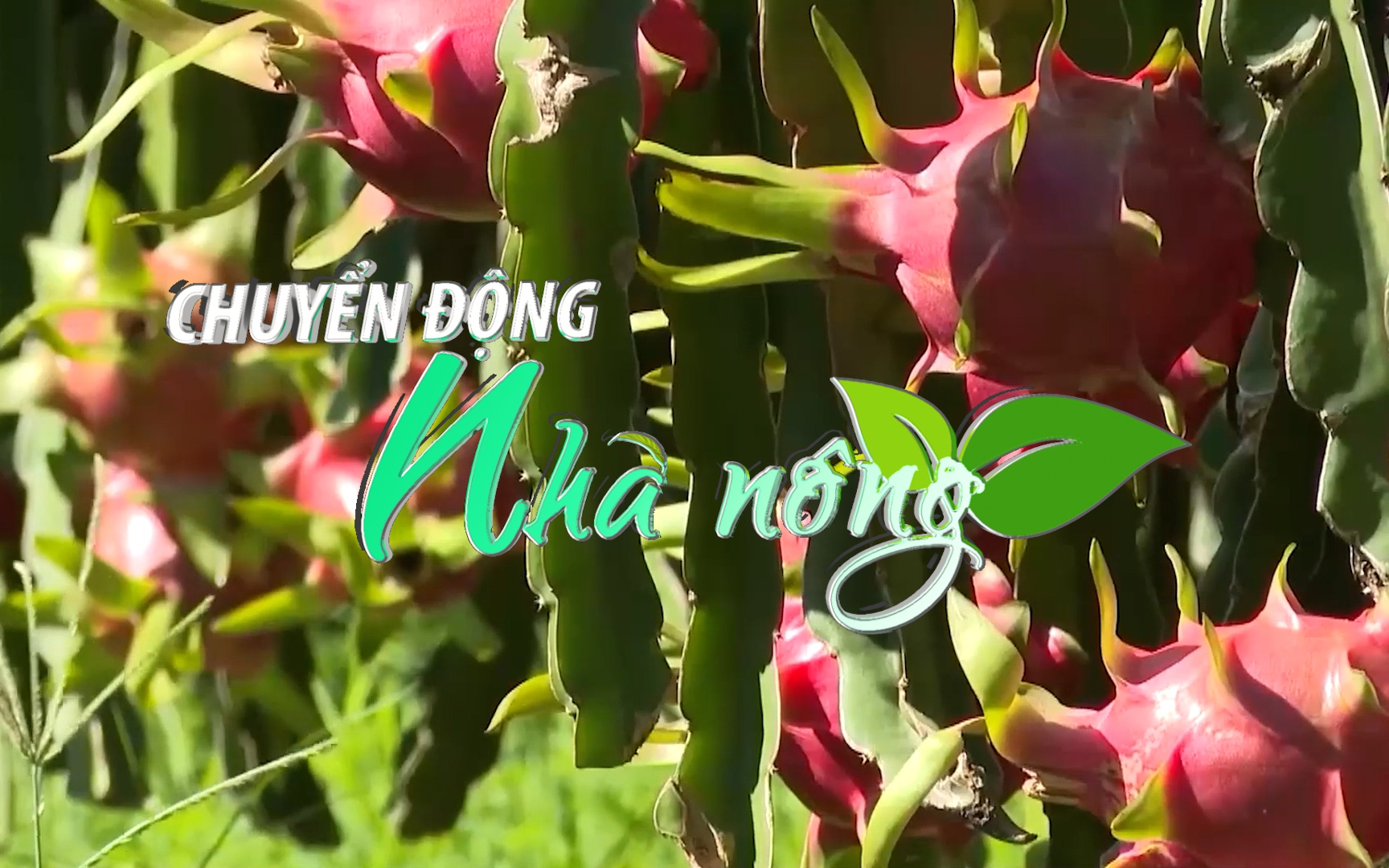 Chuyển động Nhà nông 5/12:  Cuối vụ, giá thanh long tăng cao ở Long An