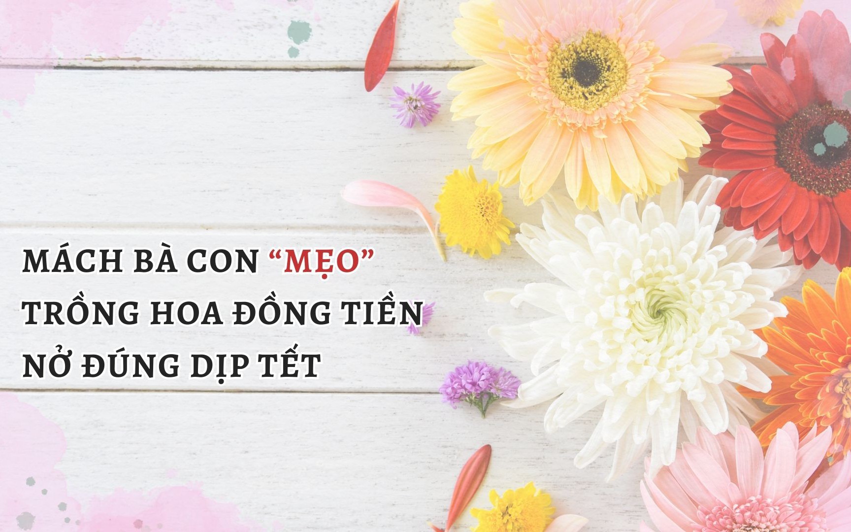 SỔ TAY NHÀ NÔNG: Mách bà con "bí kíp" trồng hoa đồng tiền nở đúng dịp tết