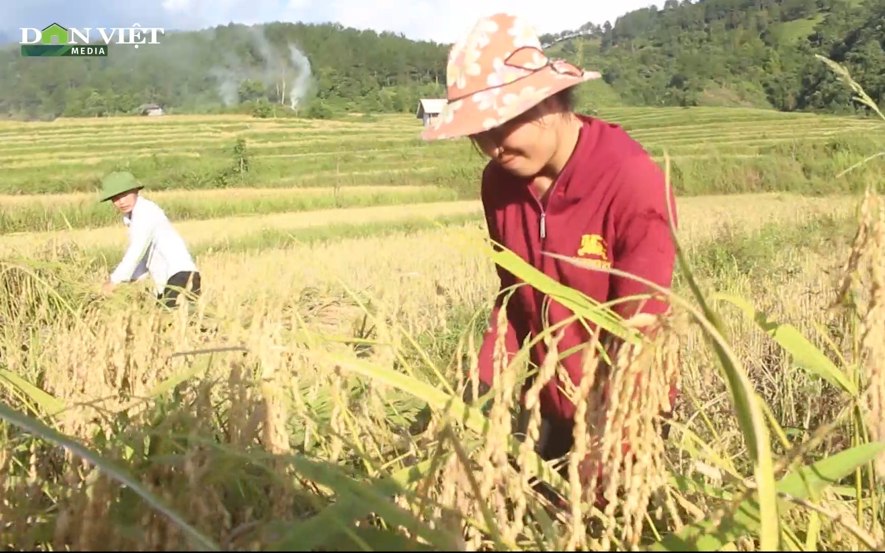 Nếp tan Co Giàng giúp phụ nữ Lai Châu làm giàu