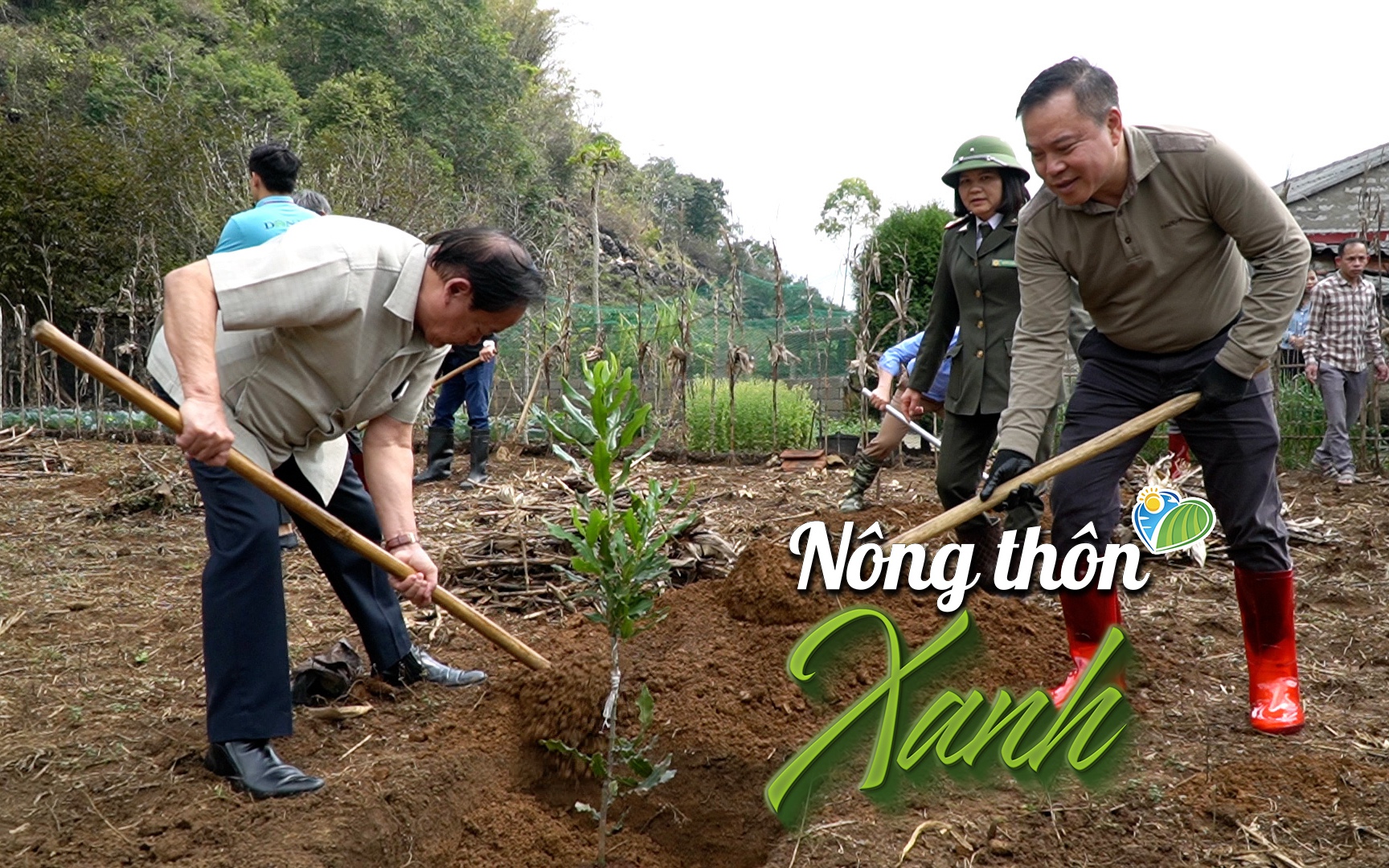 NÔNG THÔN XANH: Hàng nghìn cây giống mắc ca được trao với sứ mệnh gìn giữ môi trường