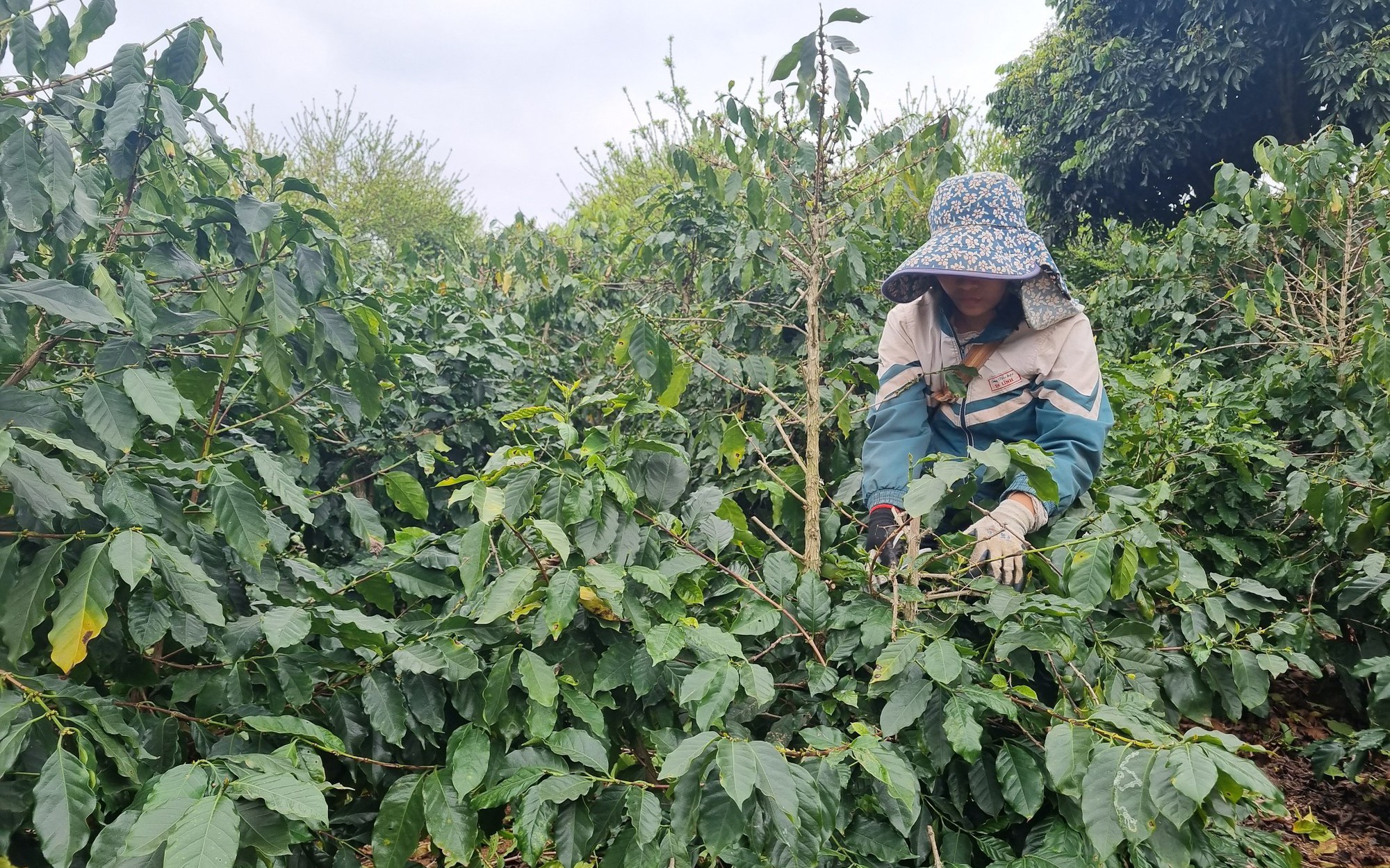  Sơn La: Khẩn trương chăm sóc cà phê sau thu hoạch