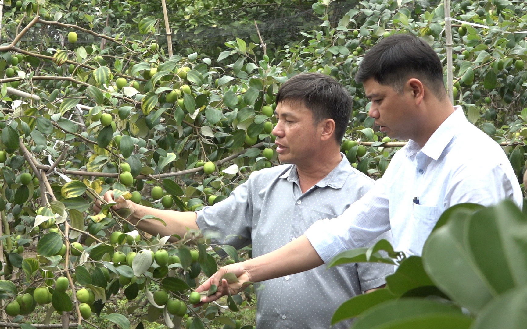 Phát triển giống táo mới, to, ngon, ngọt, giòn hơn, nông dân Tứ Kỳ thu lời "đậm"