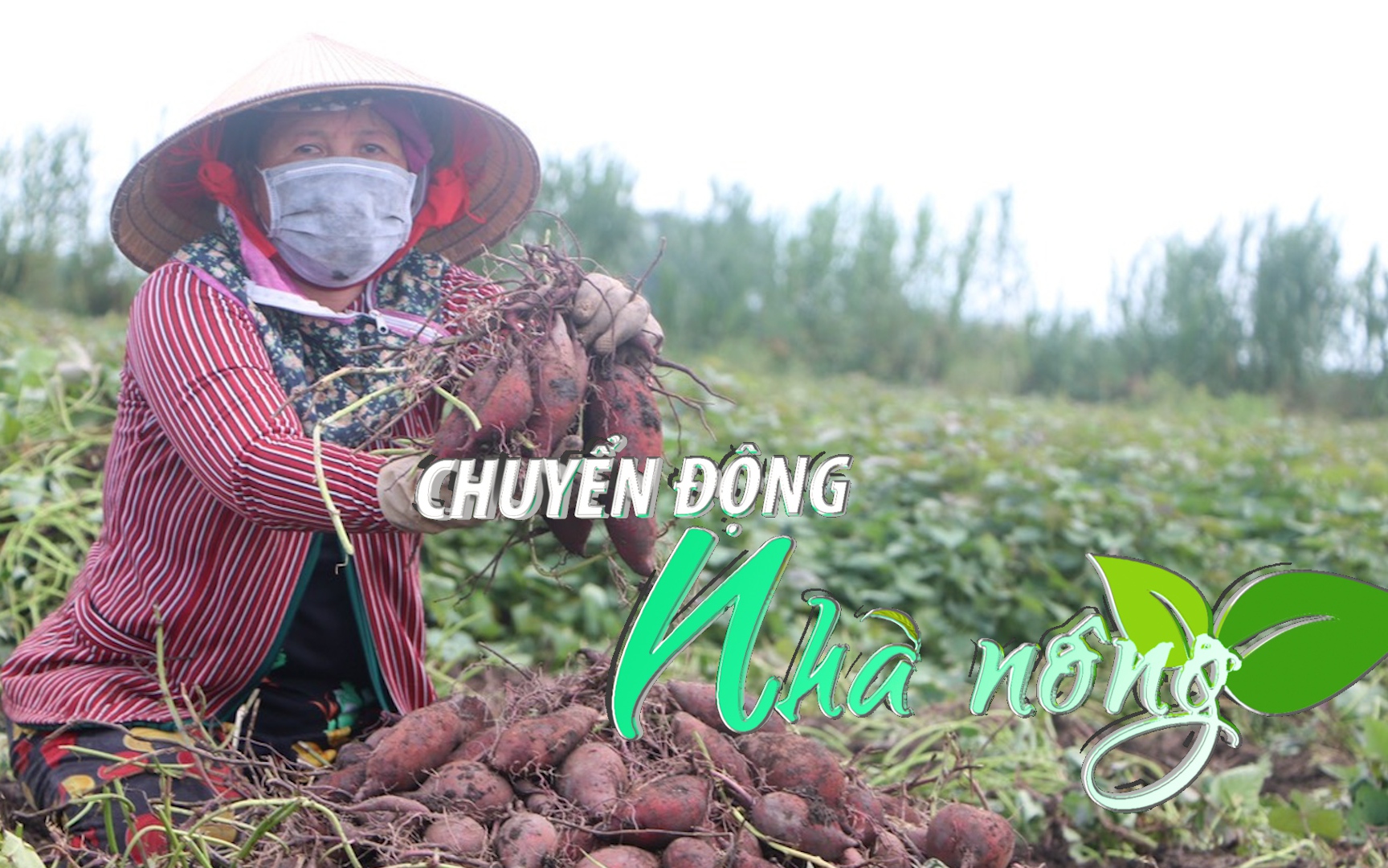 Chuyển động Nhà nông 23/3: Nông dân Đồng Tháp Mười trúng mùa khoai mỡ