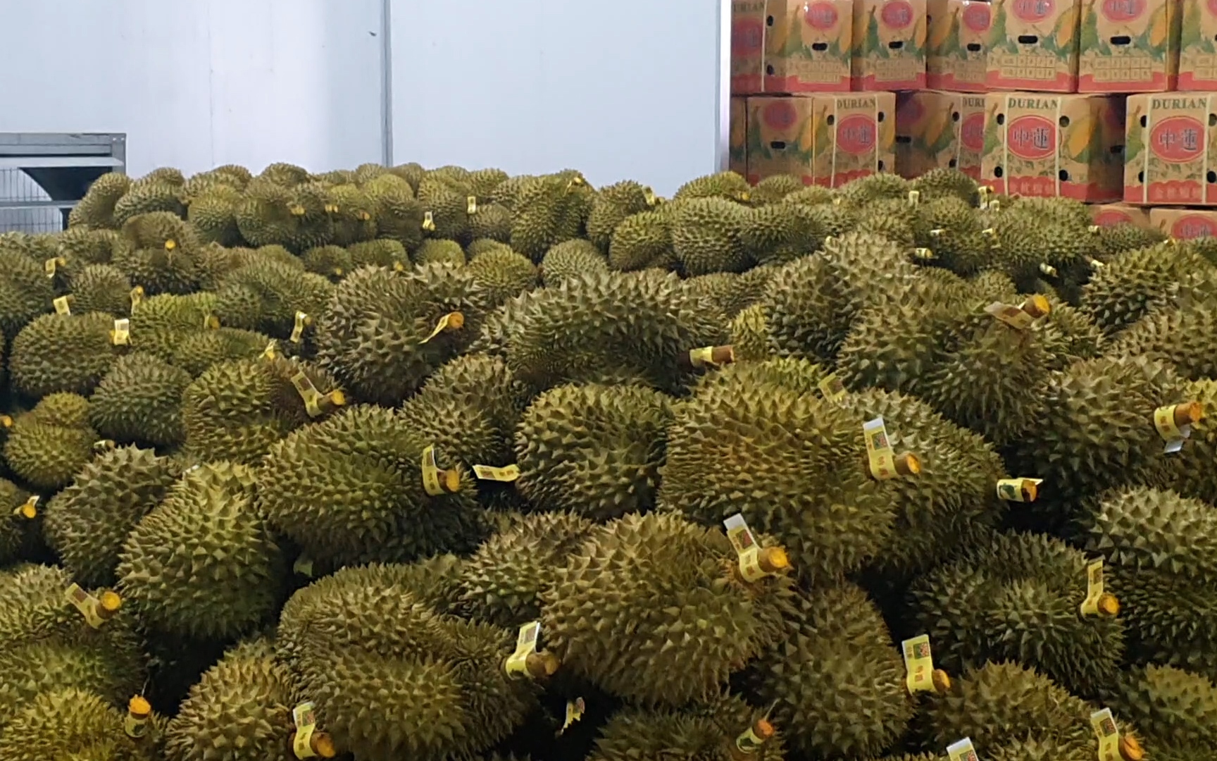 Thêm 163 vùng trồng sầu riêng của Việt Nam được Trung Quốc cấp mã số