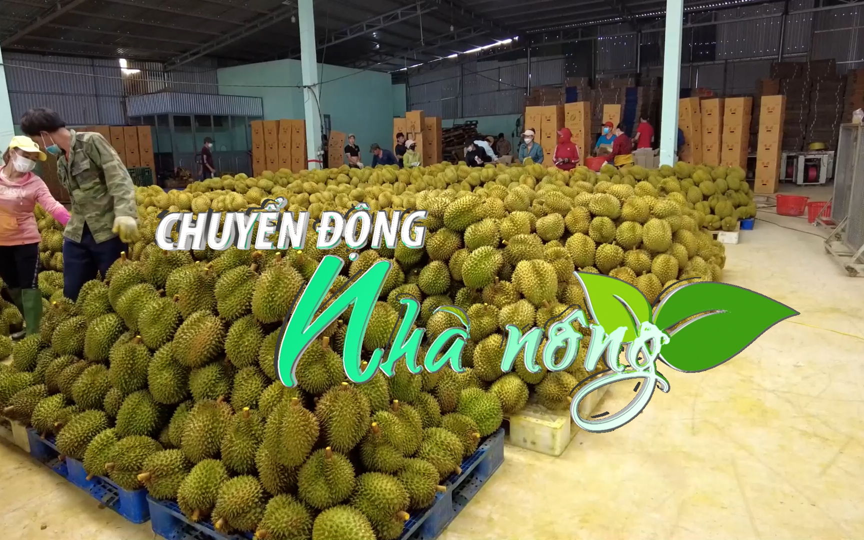 Chuyển động Nhà nông 3/3: Sầu riêng vẫn thiếu “vé thông hành” dù đơn hàng lớn