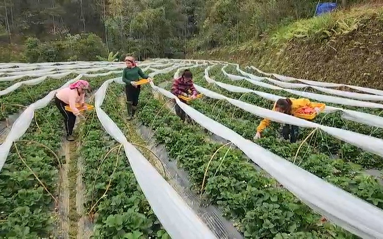 Trồng dâu tây VietGAP, nữ cử nhân 9X người Dao thu bộn tiền