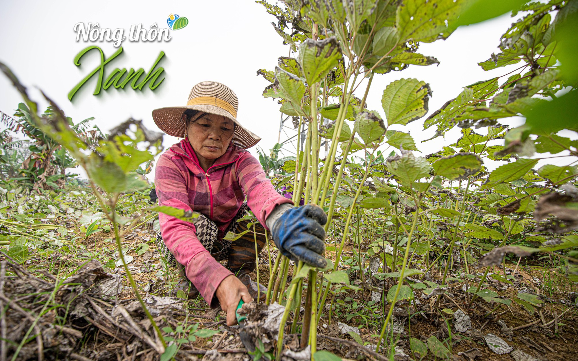 Hoàn thiện và nâng cao quy trình sản xuất vùng nguyên liệu cây gai xanh