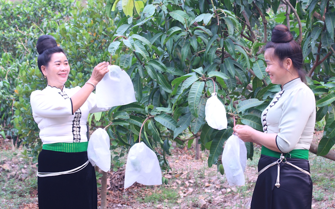 Sơn La: Dự kiến tiêu thụ, xuất khẩu trên 18.700 tấn trái cây