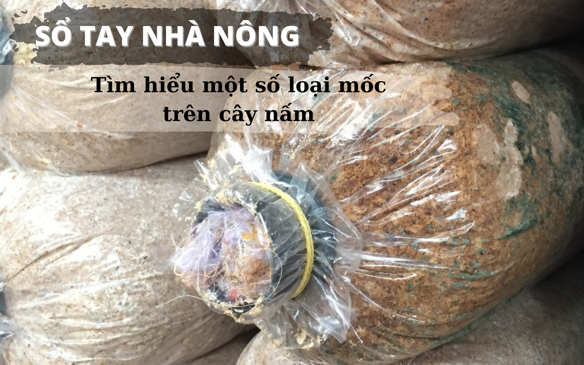 SỔ TAY NHÀ NÔNG: Tìm hiểu một số loại mốc trên cây nấm sò