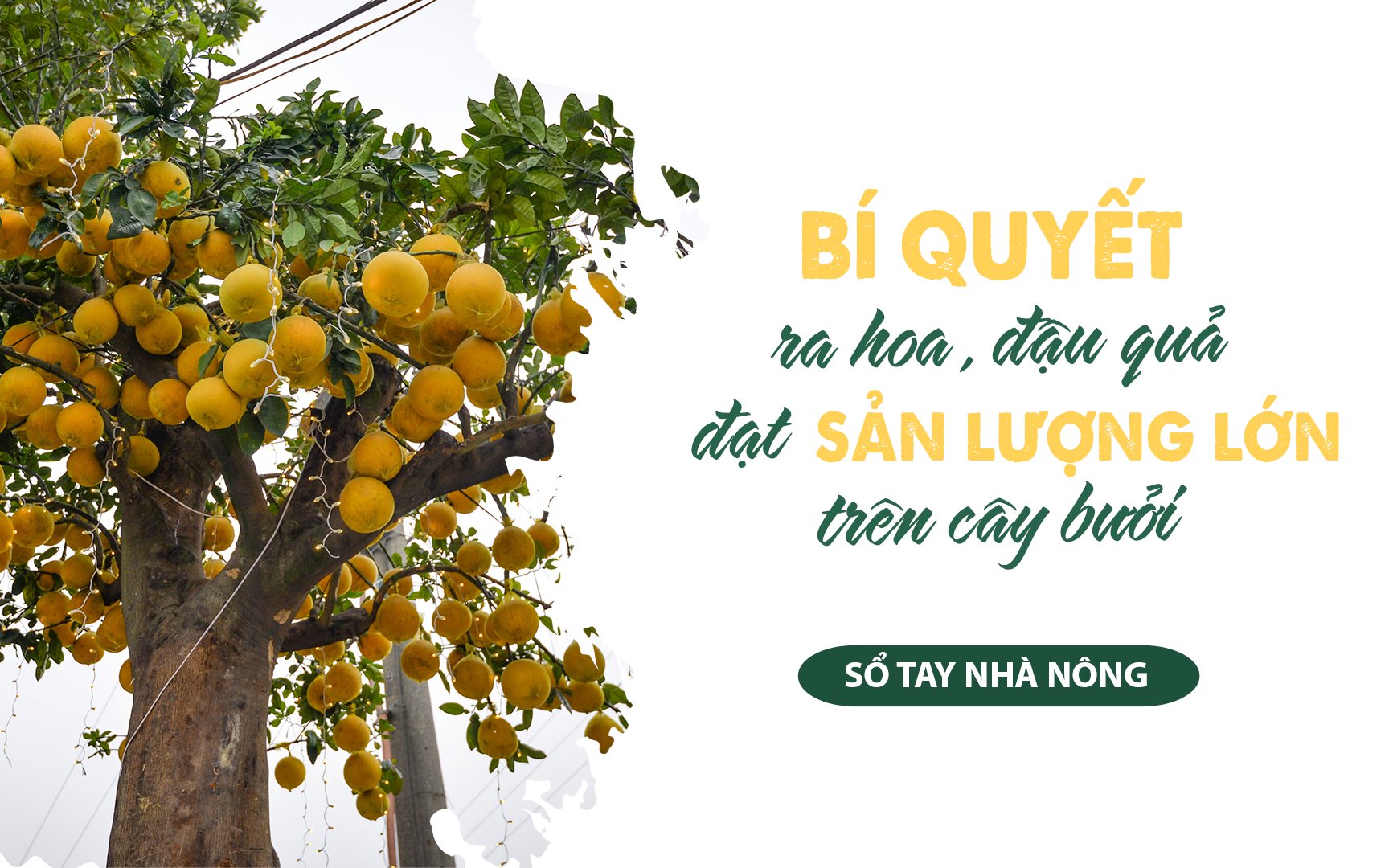 SỔ TAY NHÀ NÔNG: Bí kíp giúp cây bưởi Diễn ra hoa sai, đậu quả nhiều