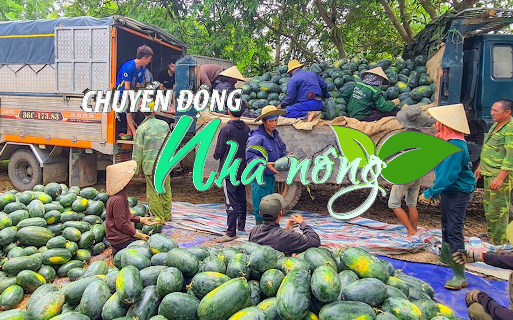 Chuyển động Nhà nông 12/5: Dưa hấu Quảng Bình mất mùa, rớt giá