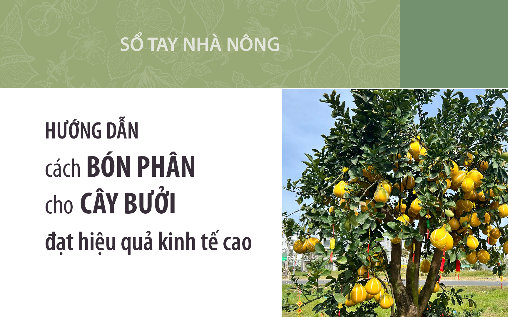 SỔ TAY NHÀ NÔNG: Hướng dẫn kỹ thuật bón phân cho cây bưởi Diễn đạt hiệu quả kinh tế cao
