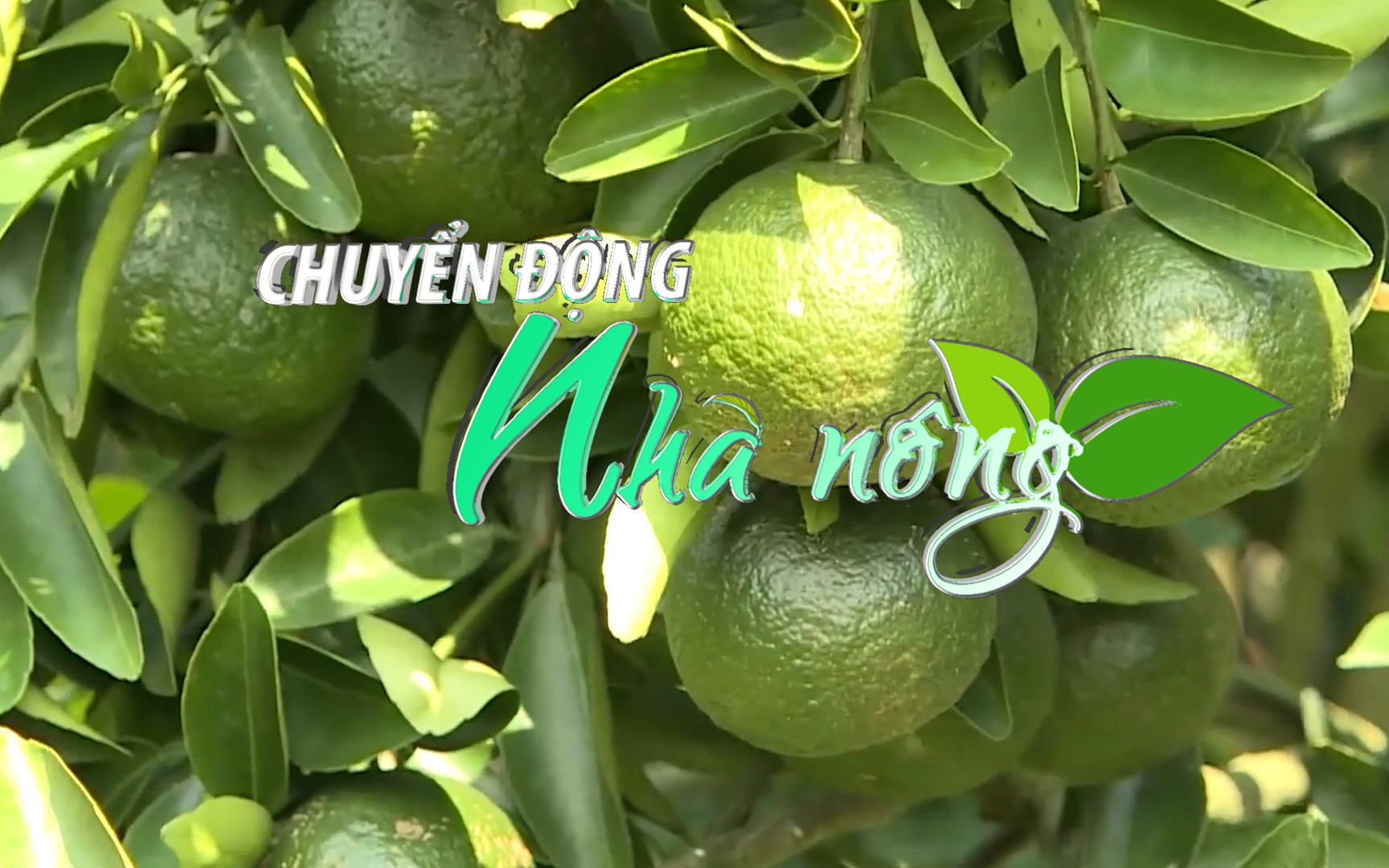 Chuyển động Nhà nông 16/5: Giá cam sành lại quay đầu giảm, thương lái biết lỗ vẫn phải thu mua