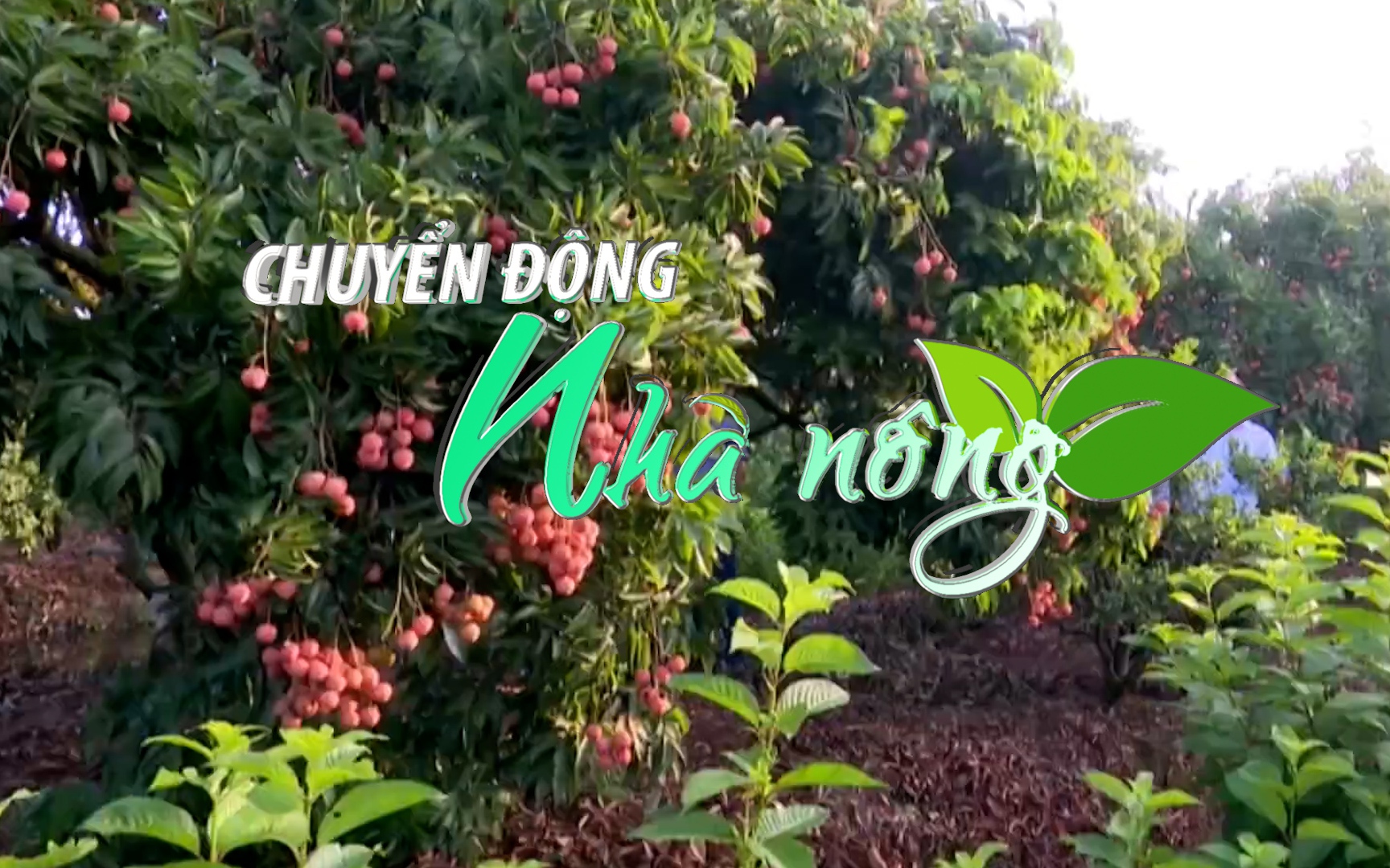 Chuyển động Nhà nông 17/5: Vải sớm Thanh Hà vào mùa thu hoạch