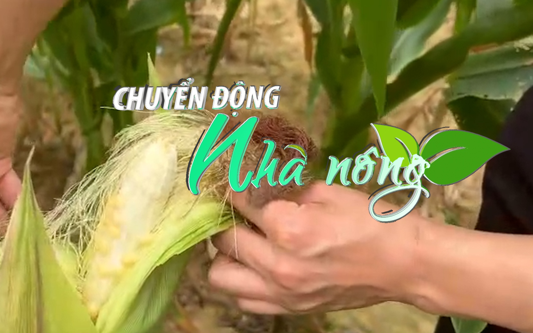 Chuyển động Nhà nông 25/5: Nông dân Lào Cai đứng ngồi không yên vì ngô không tạo hạt