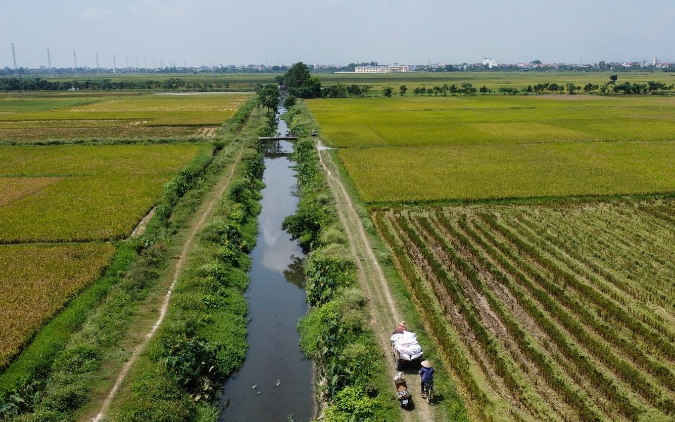 Kênh dẫn nước ô nhiễm, nông dân ngoại thành Hà Nội kêu "1 sào chỉ thu hoạch được 2 tạ lúa"