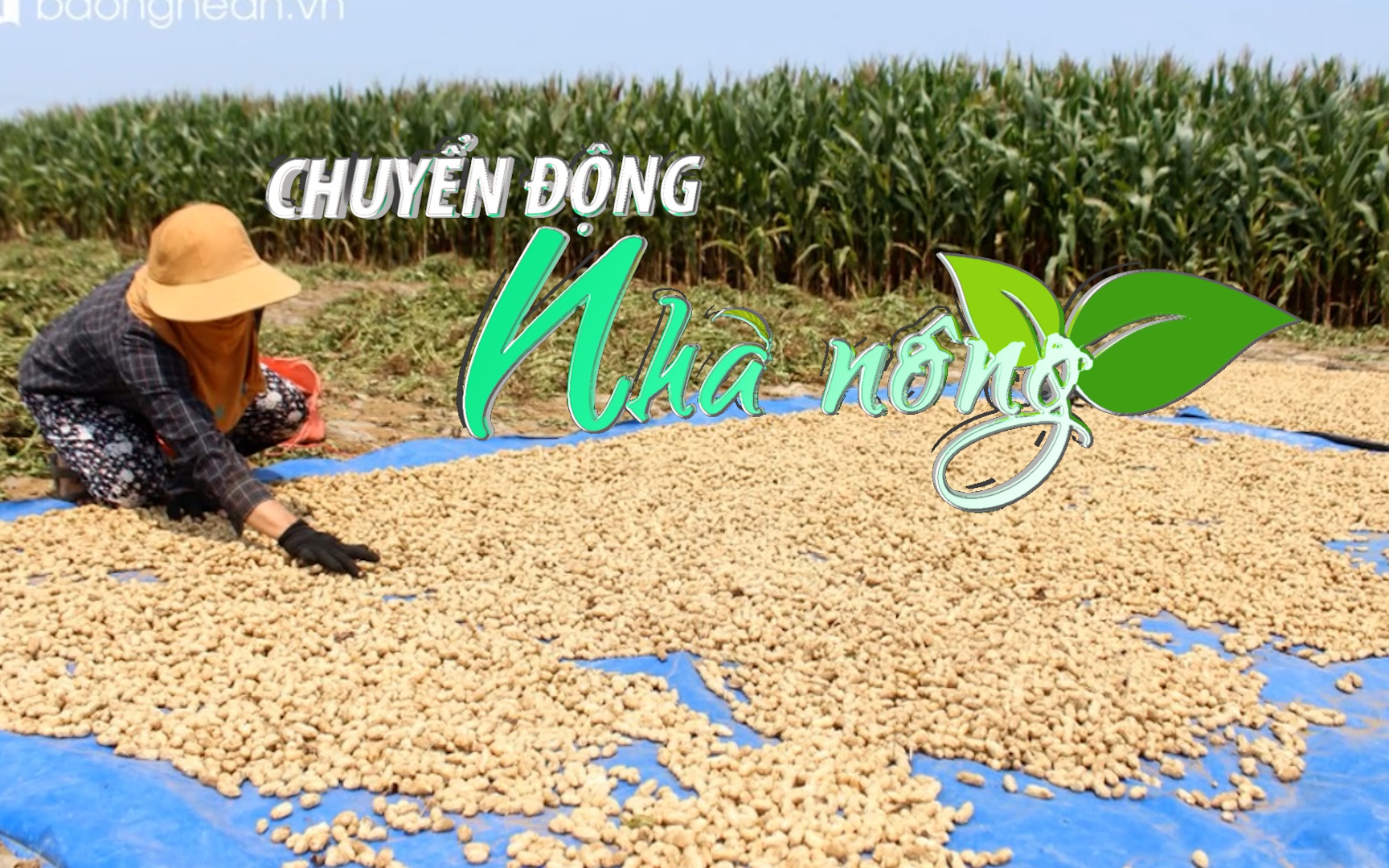 Chuyển động Nhà nông 4/5: Nông dân Nghệ An phấn khởi vì lạc được mùa, tăng giá