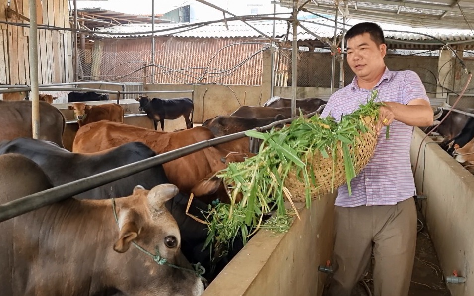 Vỗ béo trâu, bò rồi "xuất ngoại", lão nông Sơn La "đút túi" hàng trăm triệu đồng mỗi năm