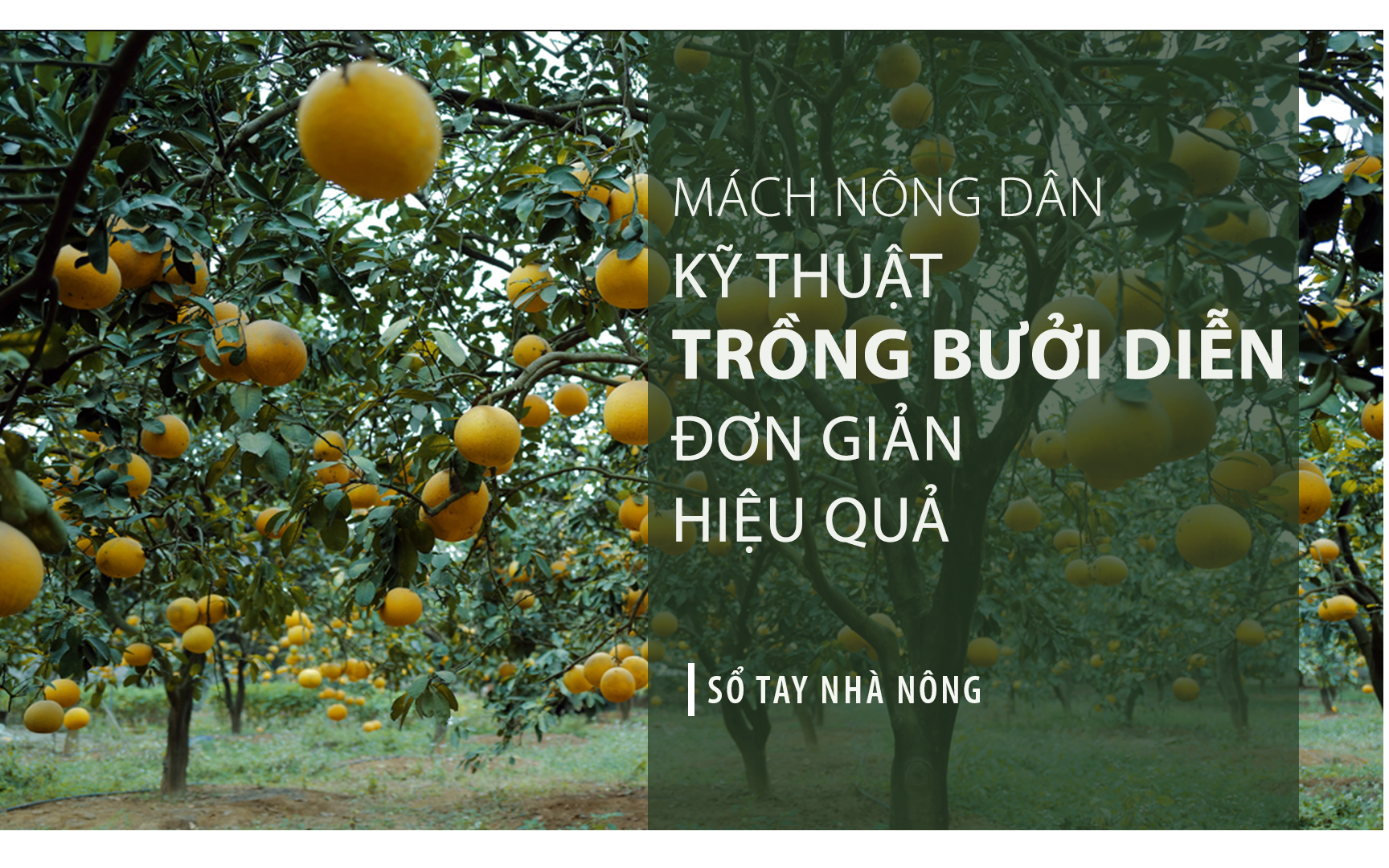 SỔ TAY NHÀ NÔNG: Mách bà con kỹ thuật trồng bưởi Diễn đơn giản đạt hiệu quả kinh tế cao